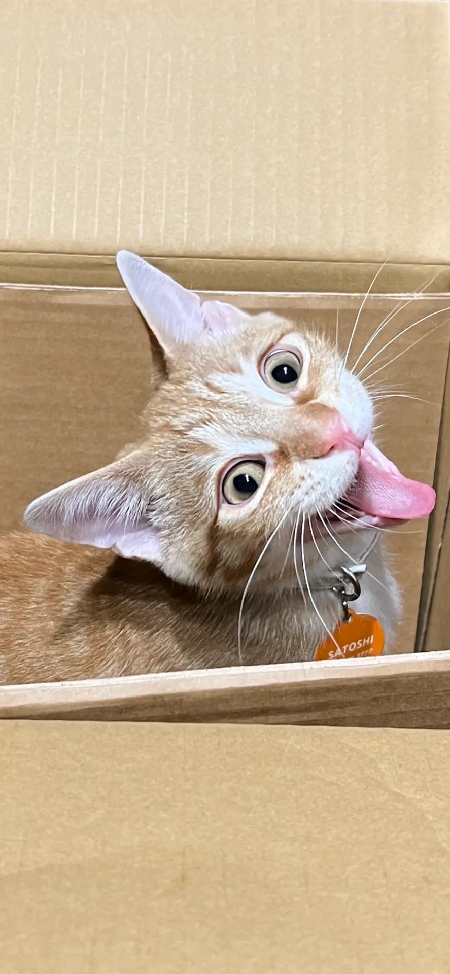 Satoshi in a cardboard box